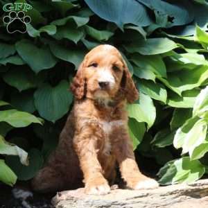 Rosie, Irish Doodle Puppy